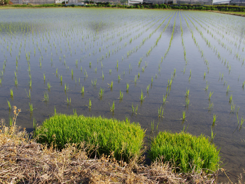 特別栽培米研究会 どっこん水の田んぼ