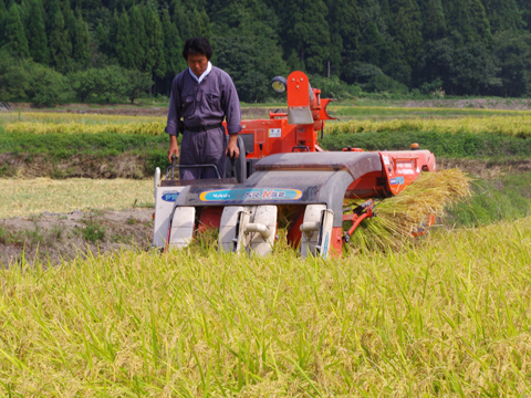 平成23年産コシヒカリ 稲刈り