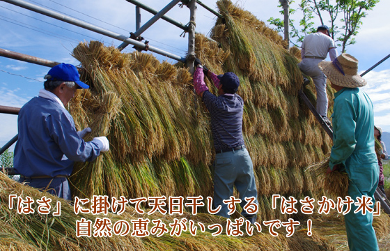 天日乾燥米 はさかけ米 新潟コシヒカリの通販 どっこん水 天日乾燥米 はさかけ米 新潟コシヒカリの通販 どっこん水