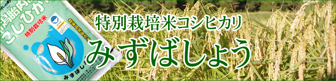 特別栽培米コシヒカリ みずばしょう